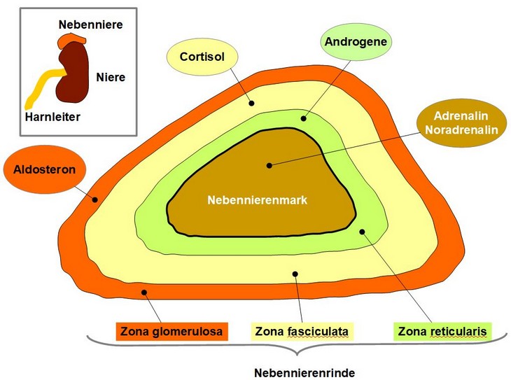 Nebenniere im Detail