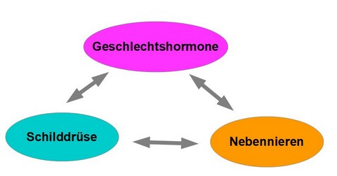 Hormontriade
